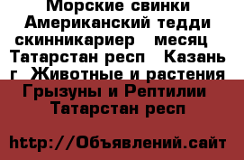 Морские свинки Американский тедди скинникариер 1 месяц - Татарстан респ., Казань г. Животные и растения » Грызуны и Рептилии   . Татарстан респ.